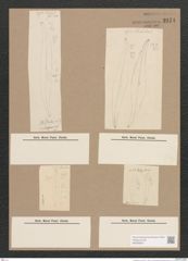 Pleurosigma sp. (de-Toni-Nr.: Genus 13) Zeichnungen Sammlung Grunow Nr. 2174 (NHMW-BOT-W0369237)